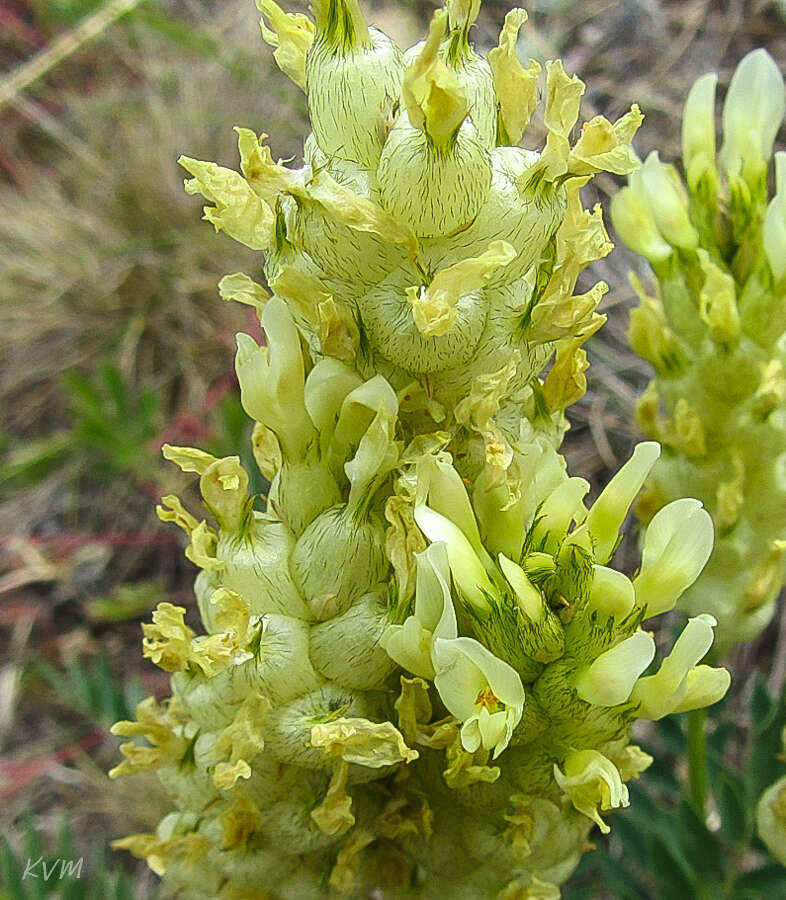 Image of Astragalus follicularis Pall.