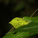 Image of Typophyllum spurioculis Baker, A., Sarria-S., G. K. Morris, Jonsson & Montealegre-Z. 2017