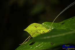 Image de Typophyllum spurioculis Baker, A., Sarria-S., G. K. Morris, Jonsson & Montealegre-Z. 2017