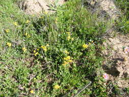 Image of Tetragonia herbacea L.