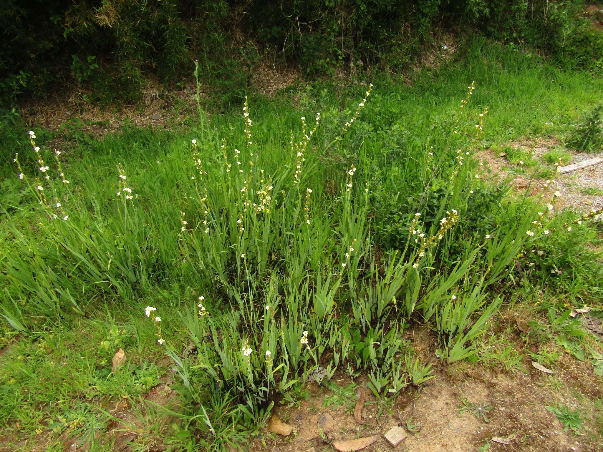 Image of Sisyrinchium striatum Sm.