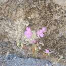 Image of Clarkia biloba subsp. brandegeae (Jepson) F. H. Lewis & M. E. Lewis