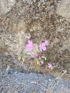 Plancia ëd Clarkia biloba subsp. brandegeae (Jepson) F. H. Lewis & M. E. Lewis