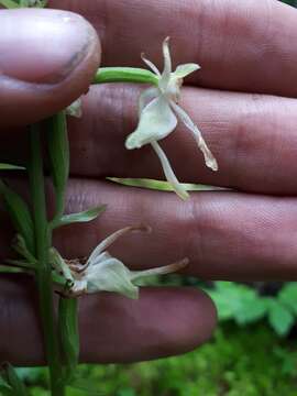 Platanthera orbiculata (Pursh) Lindl. resmi