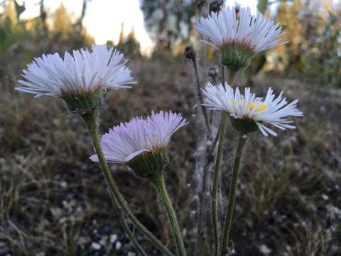 Image of streamside fleabane