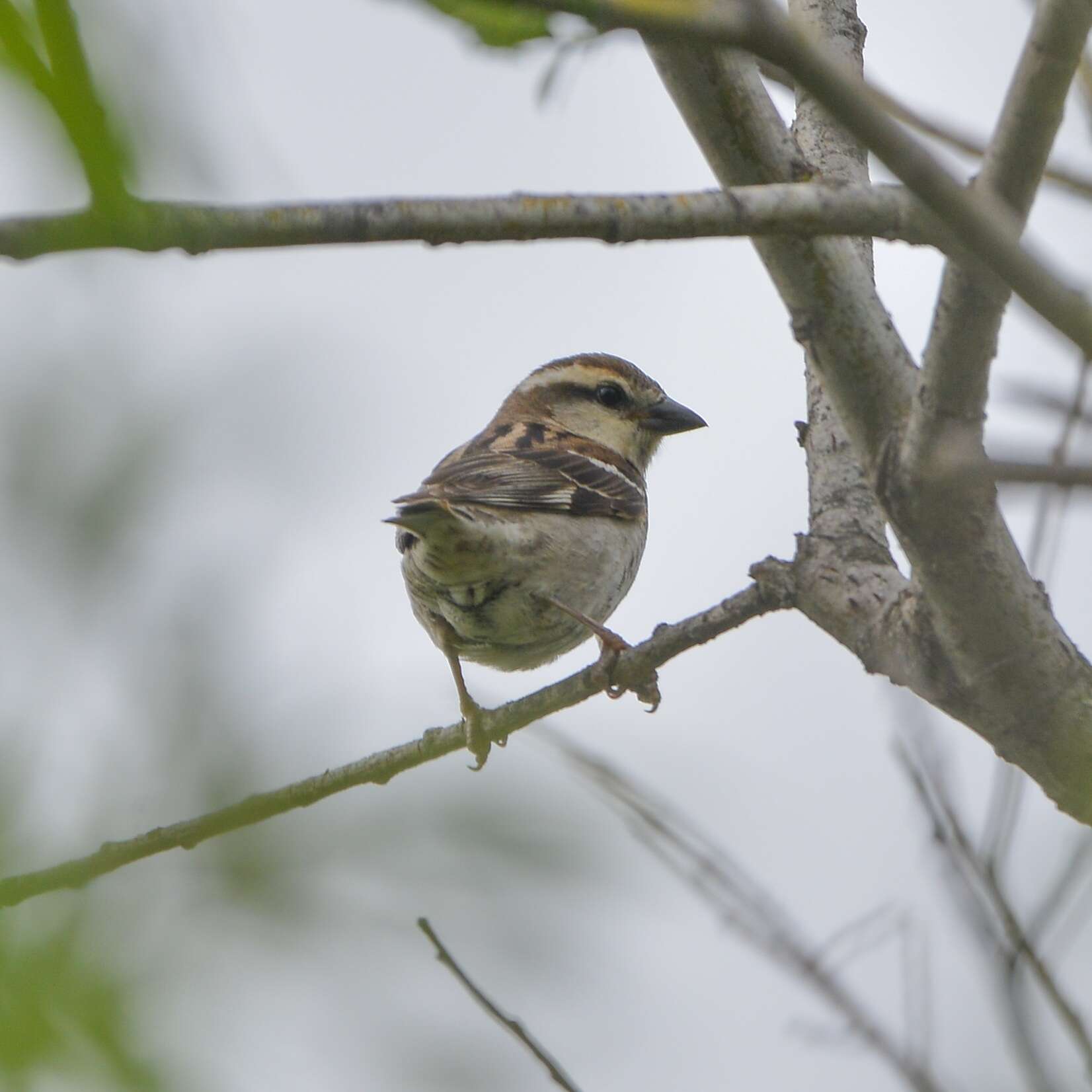 Слика од Passer cinnamomeus rutilans (Temminck 1836)