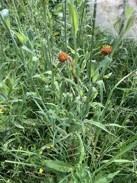 Image of Tragopogon sibiricus Ganesh.