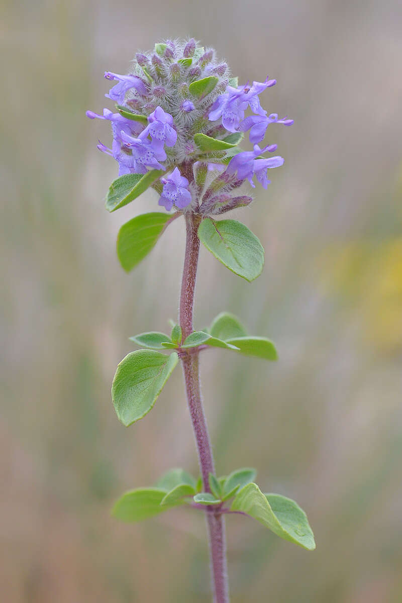 Image of Ziziphora puschkinii Adam