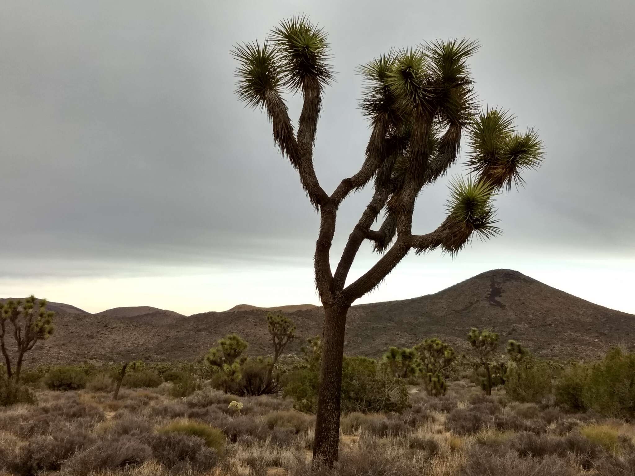 Слика од Yucca brevifolia var. brevifolia