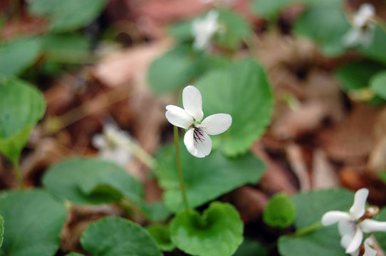 Image of sweet white violet
