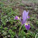 Image of Iris kolpakowskiana subsp. kolpakowskiana