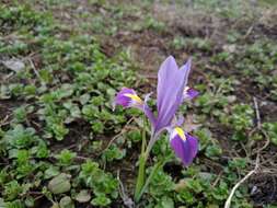 Image of Iris kolpakowskiana subsp. kolpakowskiana