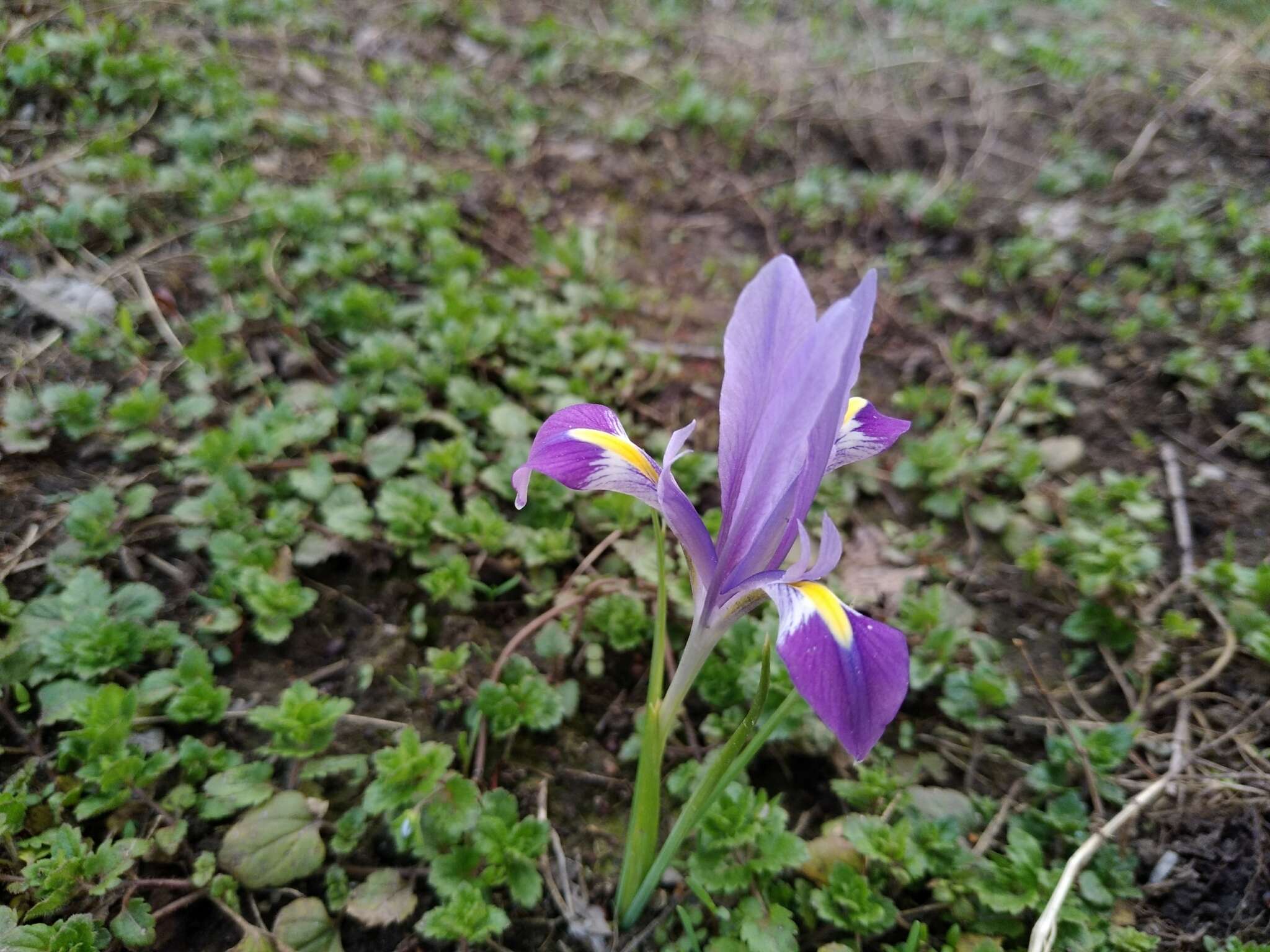 Image of Iris kolpakowskiana subsp. kolpakowskiana