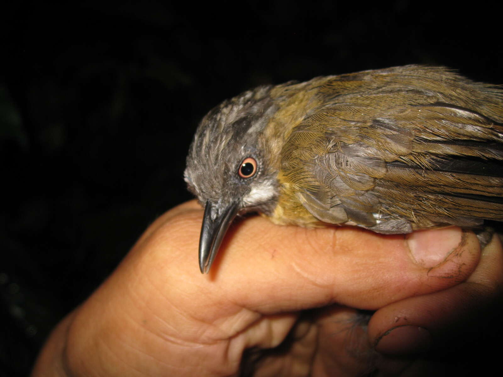 Image of Grey-throated Babbler