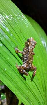 Image of Black flathead toad