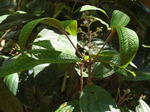 Image de Miconia laevigata (L.) DC.