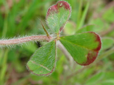 Image of rose clover