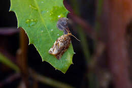 Слика од Argyrotaenia sphaleropa Meyrick 1909