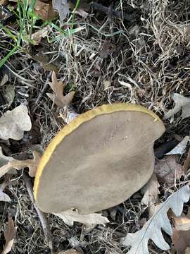 Image of Xerocomellus cisalpinus (Simonini, H. Ladurner & Peintner) Klofac 2011