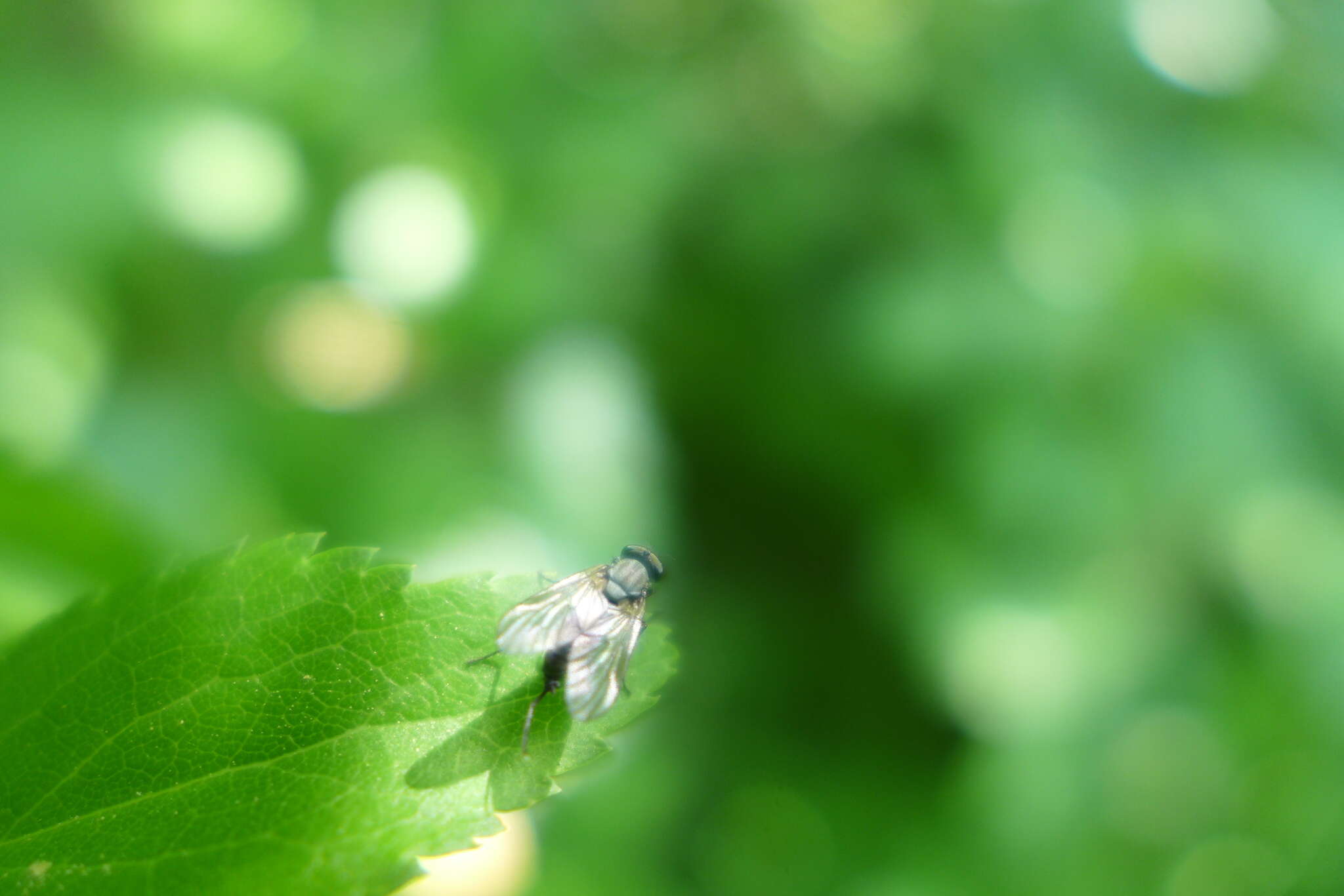 Image of Symphoromyia immaculata (Meigen 1804)