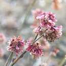 Eriogonum wrightii var. oresbium J. L. Reveal resmi