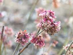 Image of Eriogonum wrightii var. oresbium J. L. Reveal