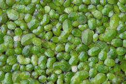 Image of least duckweed