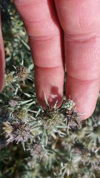 Image de Eryngium aristulatum subsp. parishii (Coulter & Rose) R. M. Beauchamp