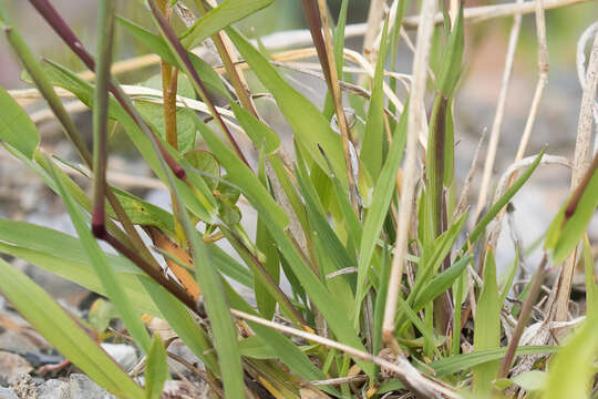 Image of alpine timothy