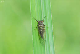 Image of Tettigetta isshikii (Kato 1926)