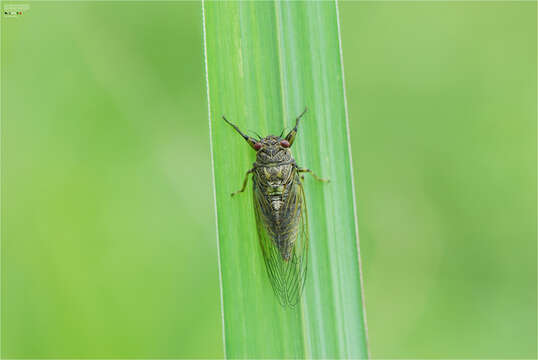 Image of Tettigetta