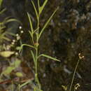 Image of Microstachys chamaelea (L.) Müll. Arg.