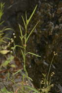 Image of Microstachys chamaelea (L.) Müll. Arg.