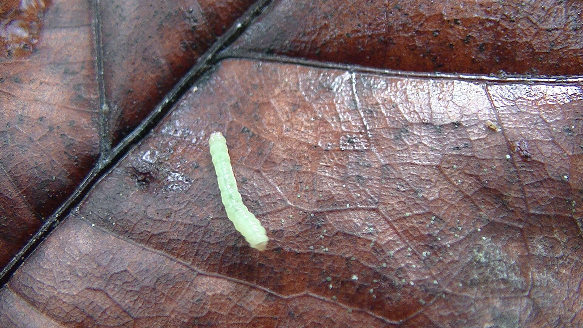 Image of Cocoa pod borer