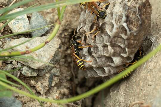 Image de Polistes biglumis bimaculatus N