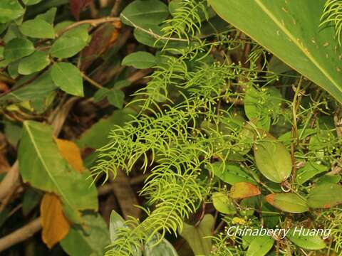 Image of Wild Asparagus