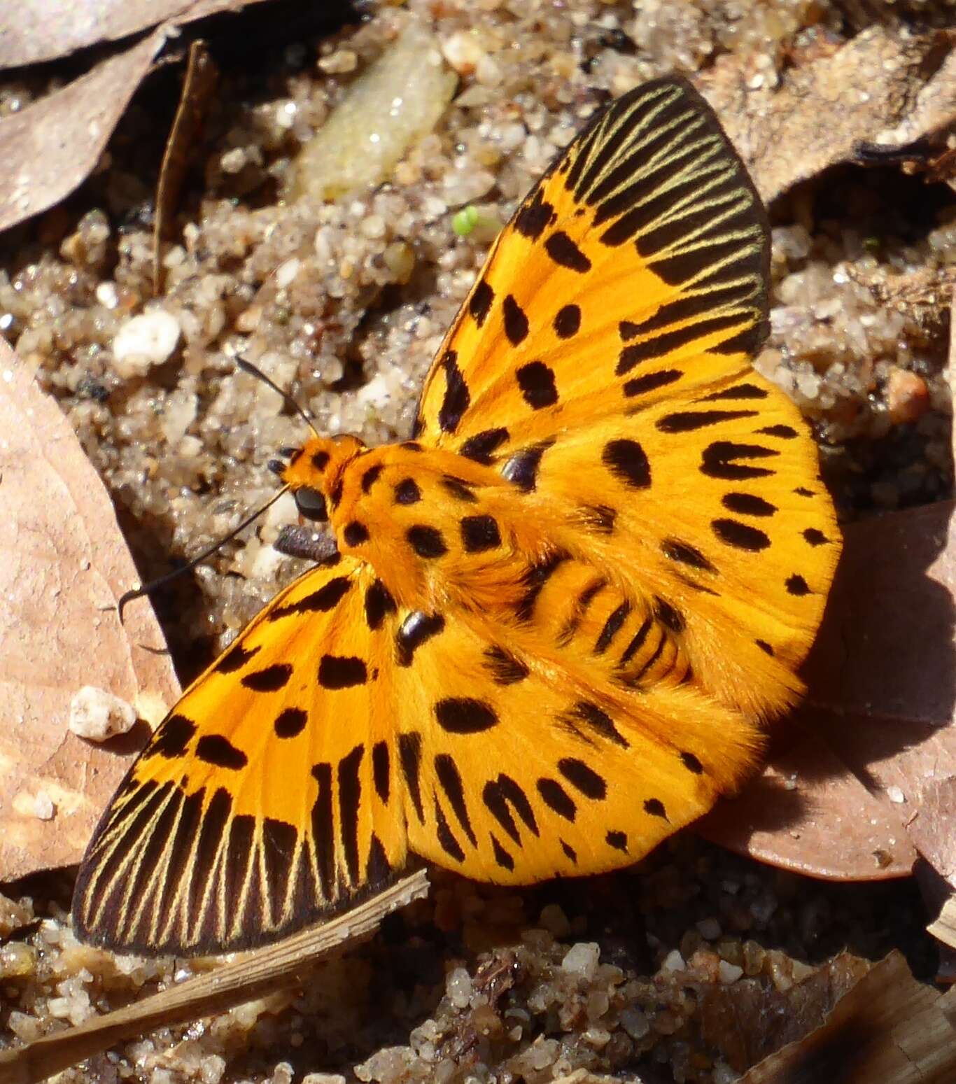 Odina decoratus Hewitson 1867 resmi