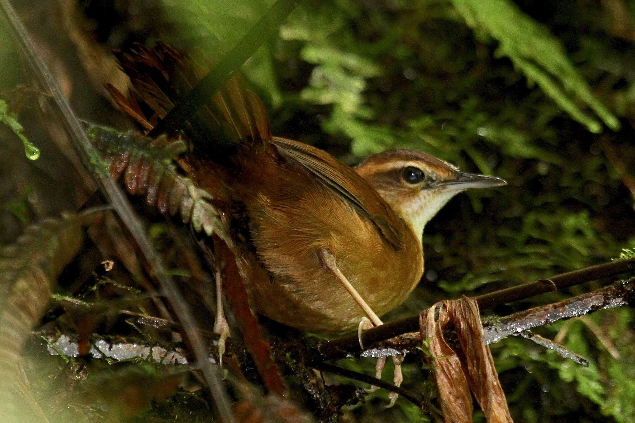 Image of Long-legged Thicketbird