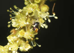 صورة Graptomyza flavicollis Ferguson 1926