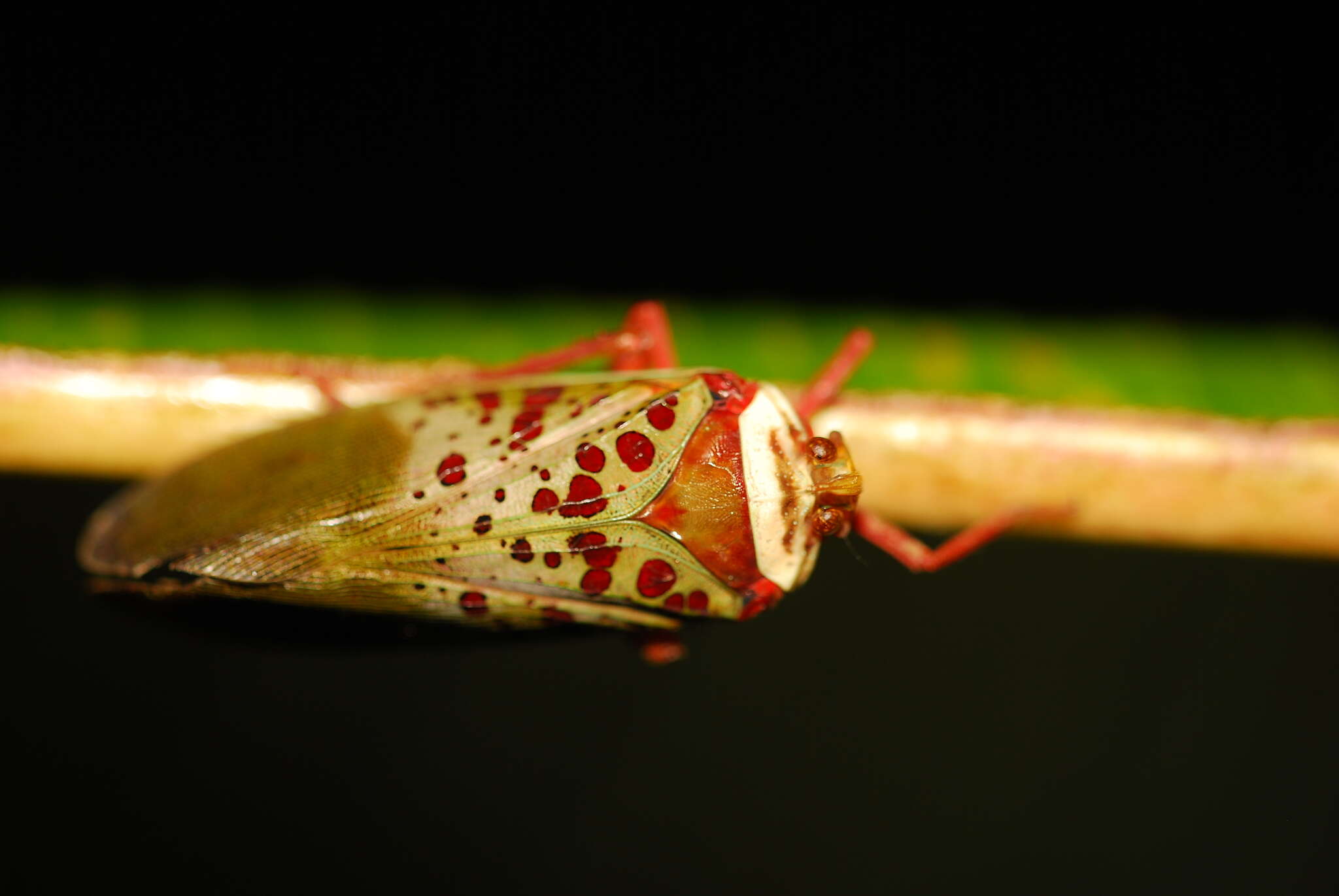 Image of Copidocephala guttata (White 1846)