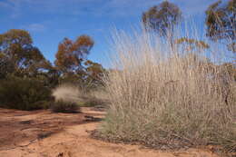 Image of Triodia scariosa N. T. Burb.