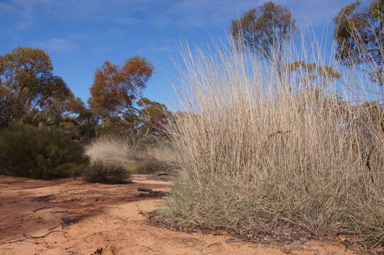 Plancia ëd Triodia scariosa N. T. Burb.