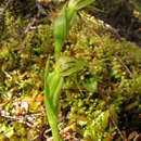 Image of Waireia stenopetala (Hook. fil.) D. L. Jones, M. A. Clem. & Molloy