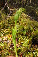 Image of Waireia stenopetala (Hook. fil.) D. L. Jones, M. A. Clem. & Molloy