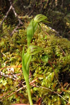 Image of Waireia stenopetala (Hook. fil.) D. L. Jones, M. A. Clem. & Molloy