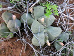 Image of Pleiospilos bolusii (Hook. fil.) N. E. Br.