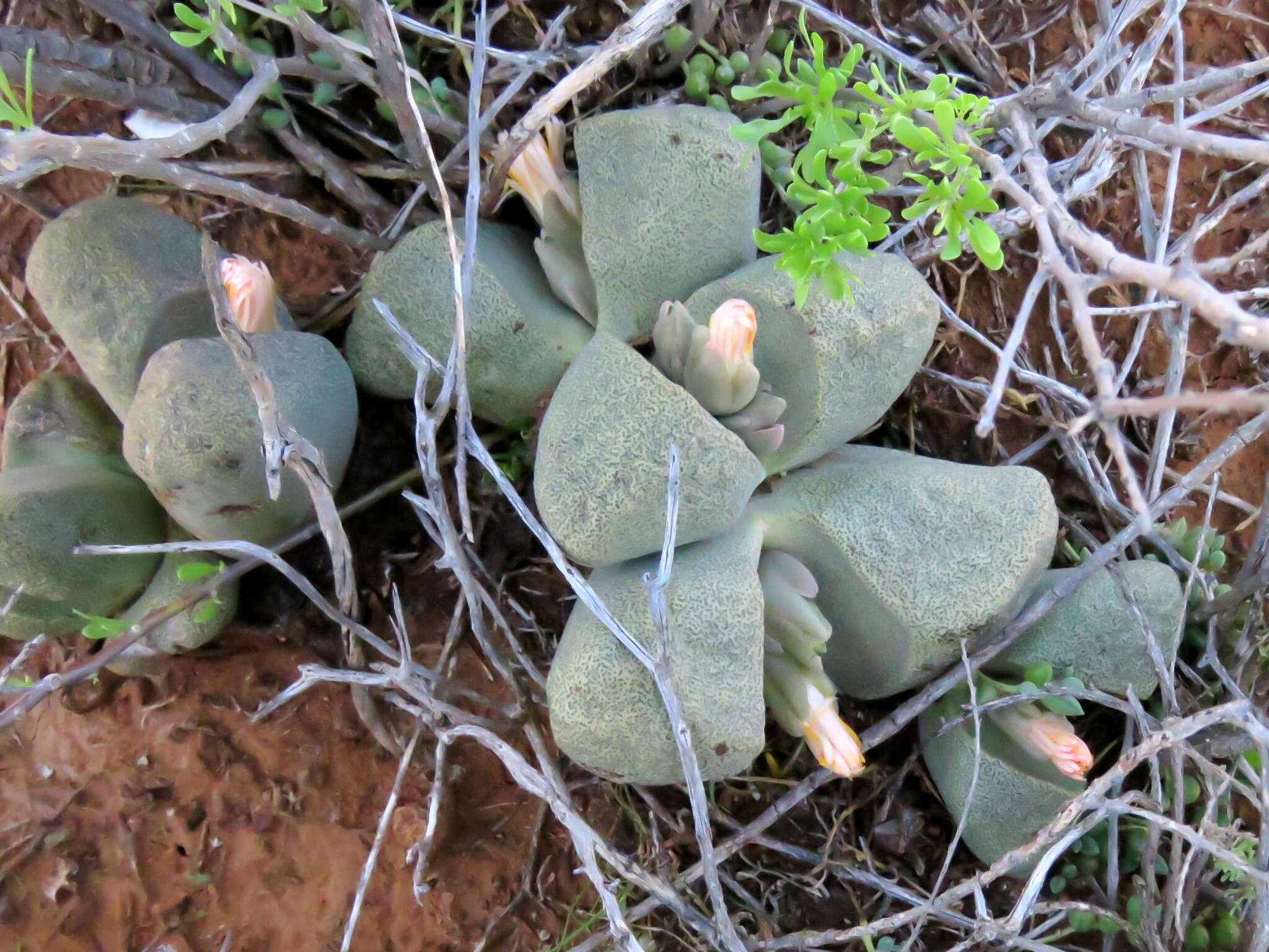 Plancia ëd Pleiospilos bolusii (Hook. fil.) N. E. Br.