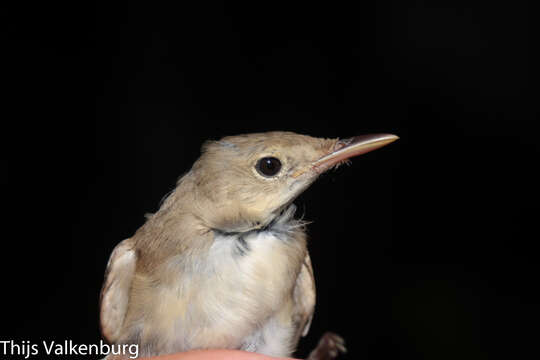 Image of Western Olivaceous Warbler