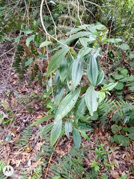 Image of Miconia glaberrima (Schltdl.) Naud.