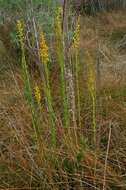 Image of Solidago maya Semple